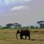 AMBOSELI SERENA SAFARI LODGE